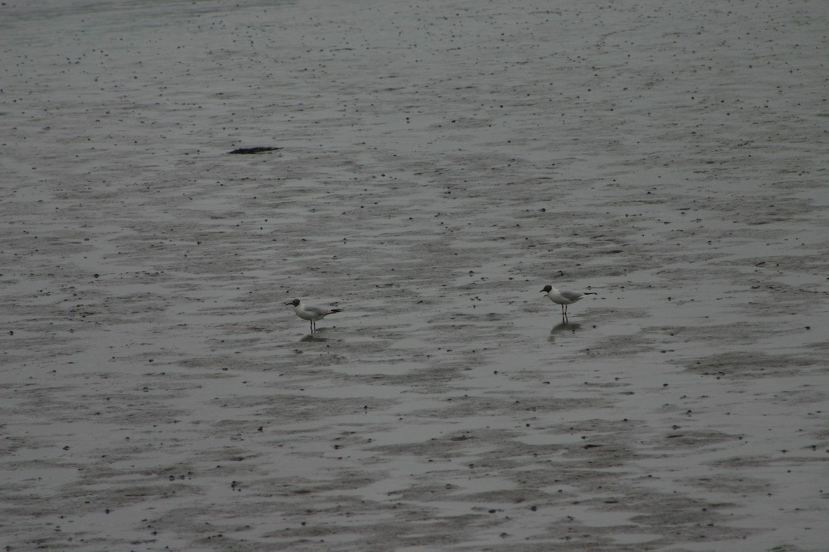 Black-headed Gull - ML22038061