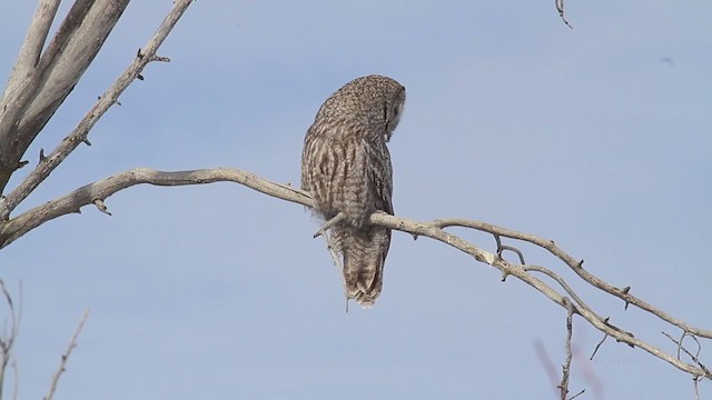 Great Gray Owl - ML220381541