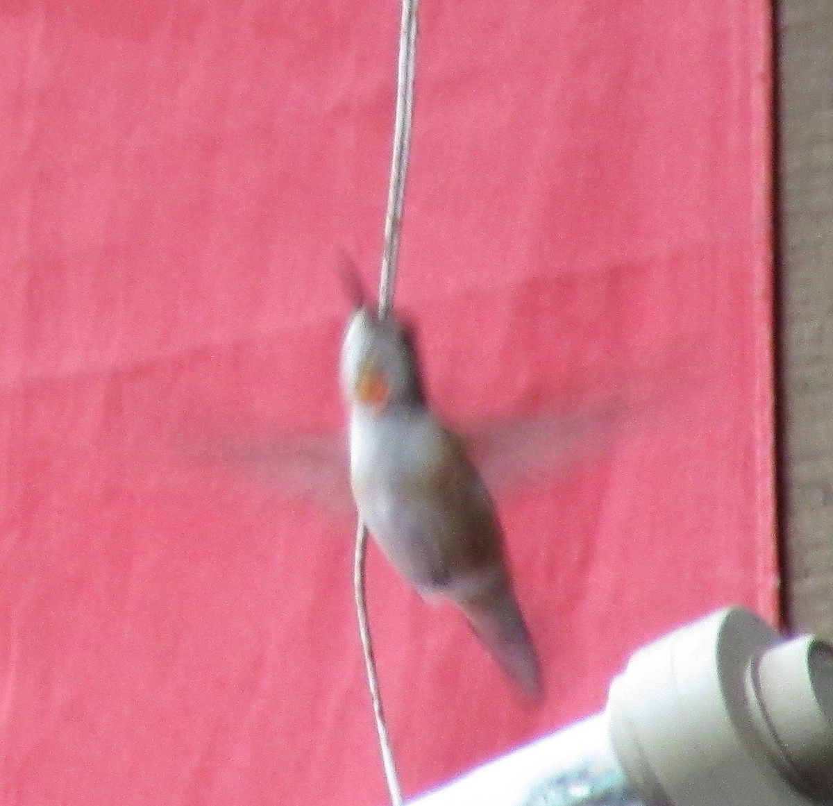Rufous Hummingbird - ML22038211