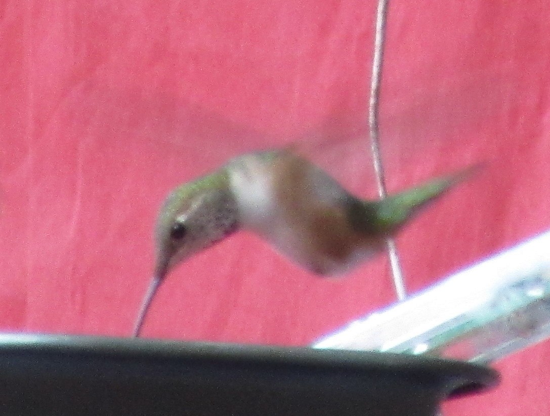 Rufous Hummingbird - ML22038231