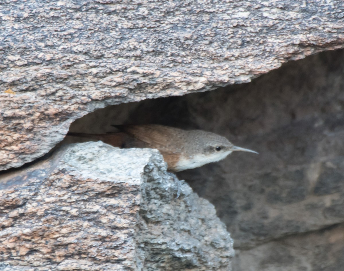 Canyon Wren - ML220382431