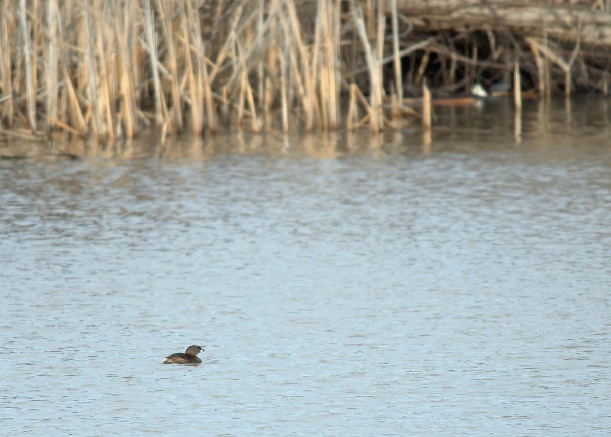 Pied-billed Grebe - ML220382741