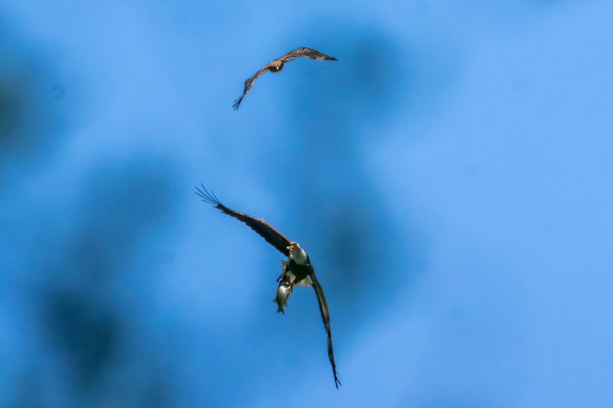 Bald Eagle - ML220386491