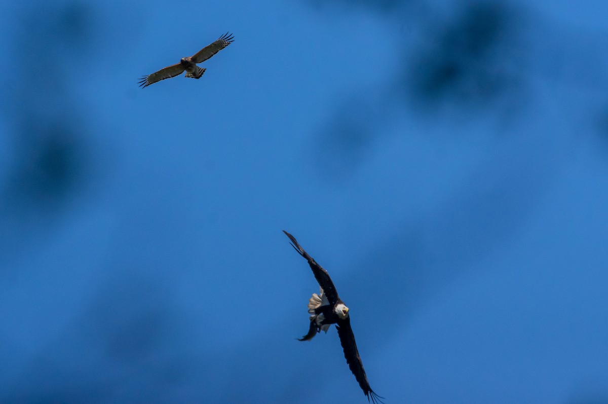 Bald Eagle - ML220386501
