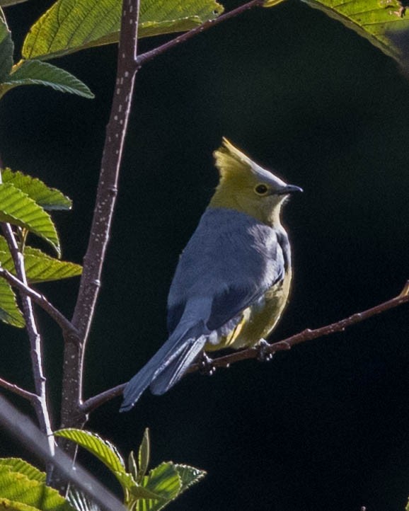 Long-tailed Silky-flycatcher - ML220387871
