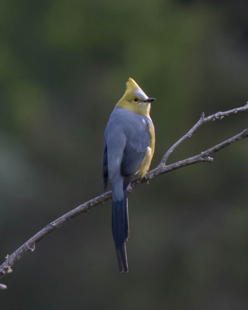 Long-tailed Silky-flycatcher - ML220387881