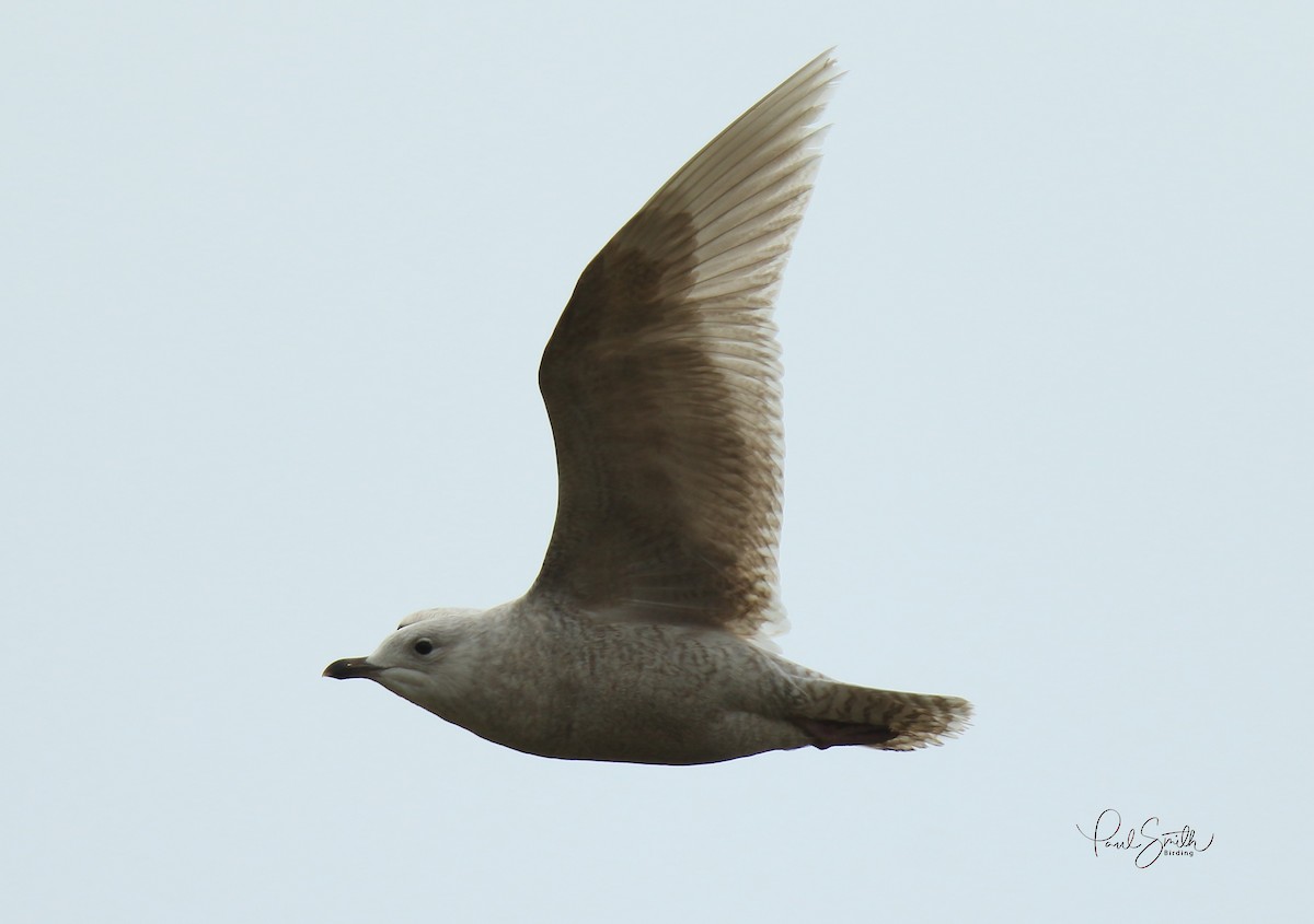 Iceland Gull - Paul (Mac) Smith   🦅