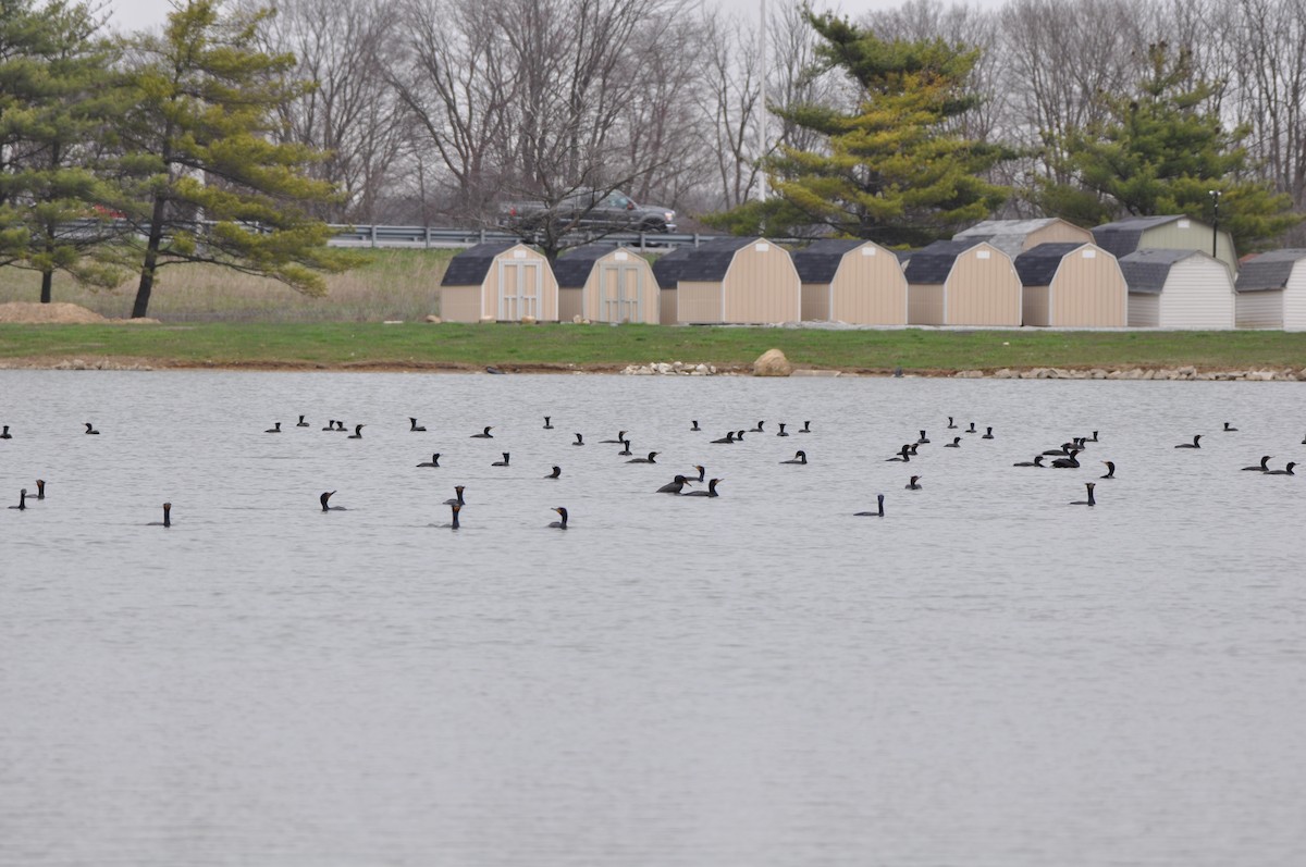 Double-crested Cormorant - ML220391841