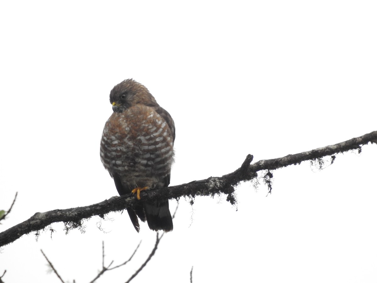 Broad-winged Hawk - ML220392111