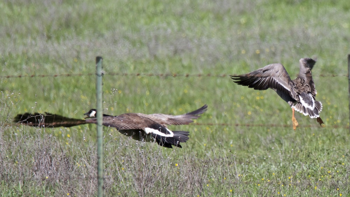 Greater White-fronted Goose - ML220392641