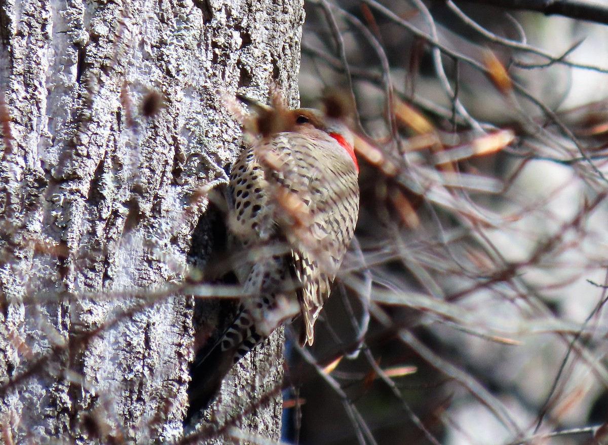 Northern Flicker - Anne Mytych