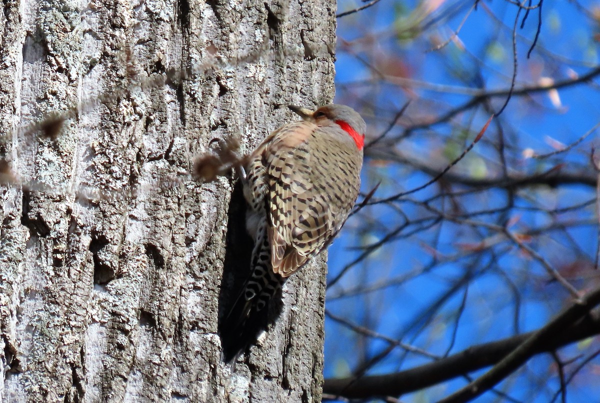 Northern Flicker - Anne Mytych