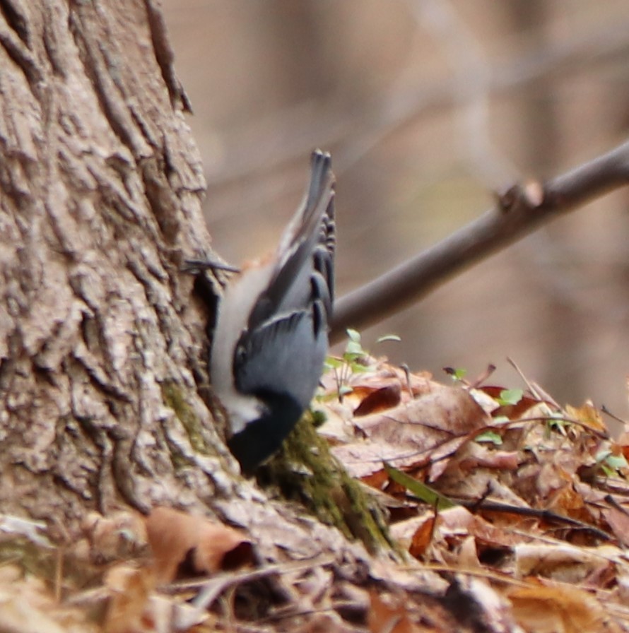 White-breasted Nuthatch - ML220393791