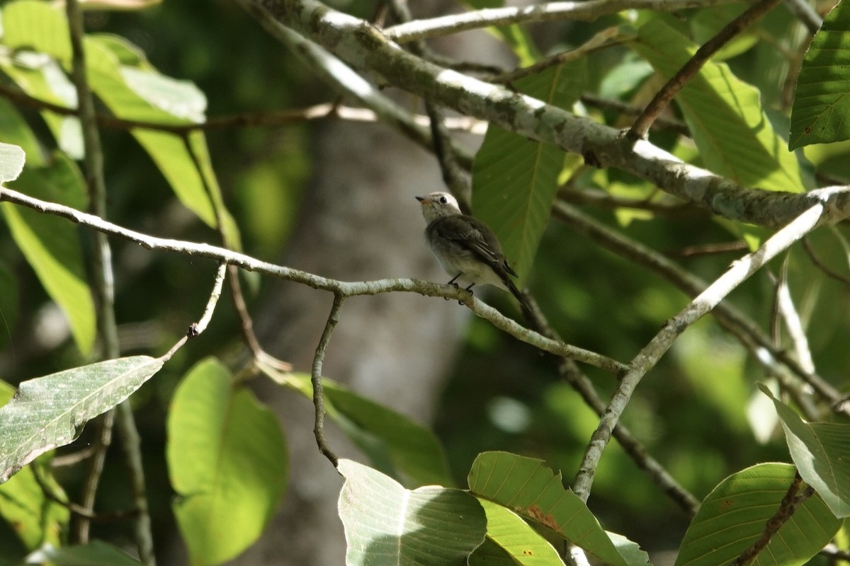 Asian Brown Flycatcher - ML220396281