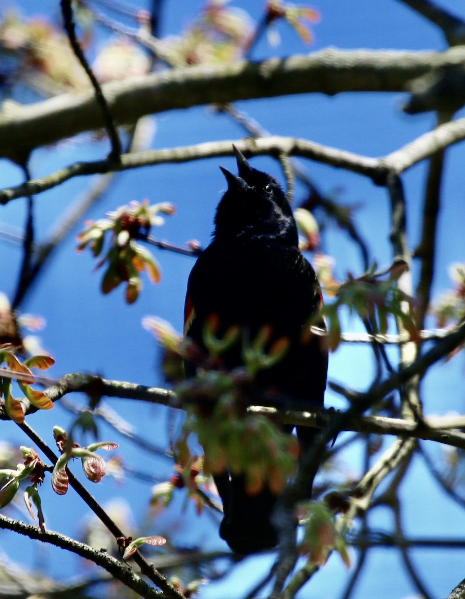 Red-winged Blackbird - ML220396861