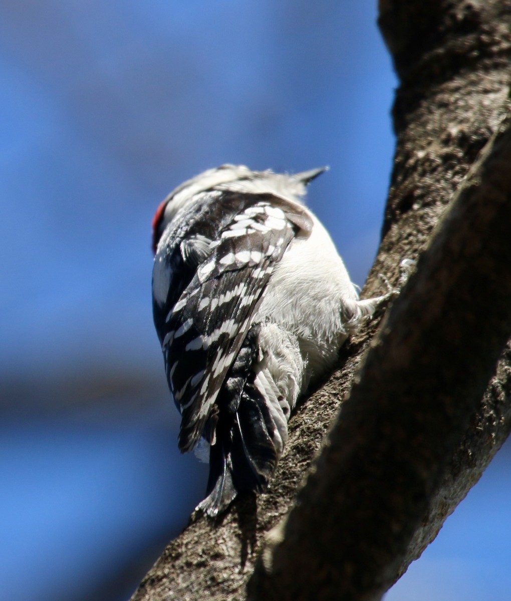 Downy Woodpecker - ML220396931