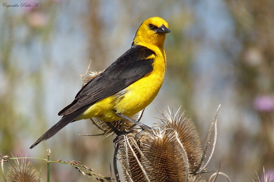 Saffron-cowled Blackbird - ML220398131