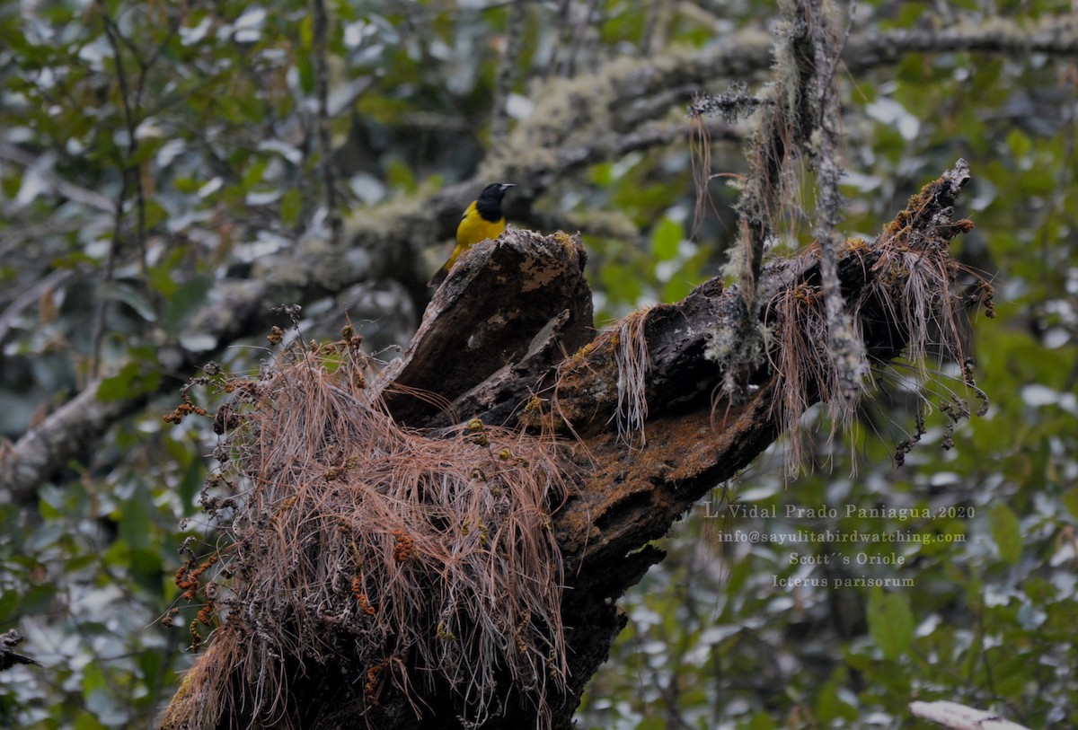 Scott's Oriole - L.Vidal Prado Paniagua