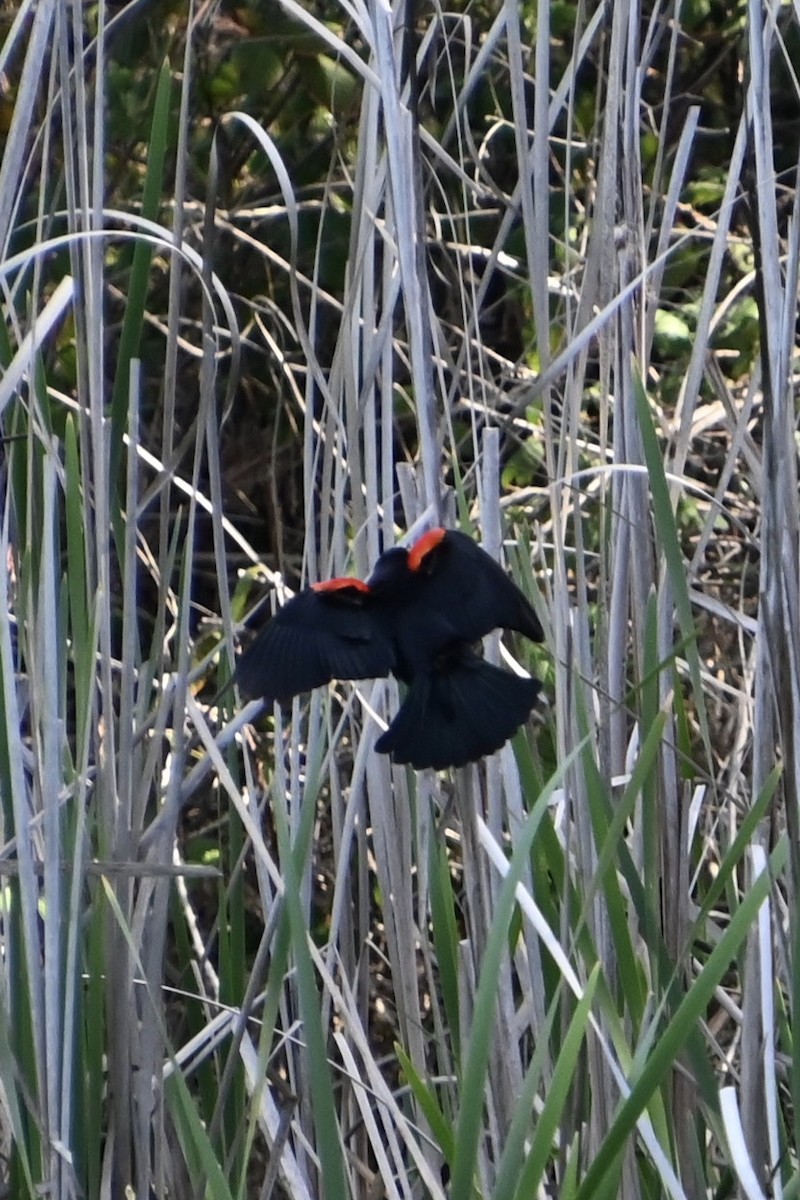Red-winged Blackbird (California Bicolored) - ML220399301