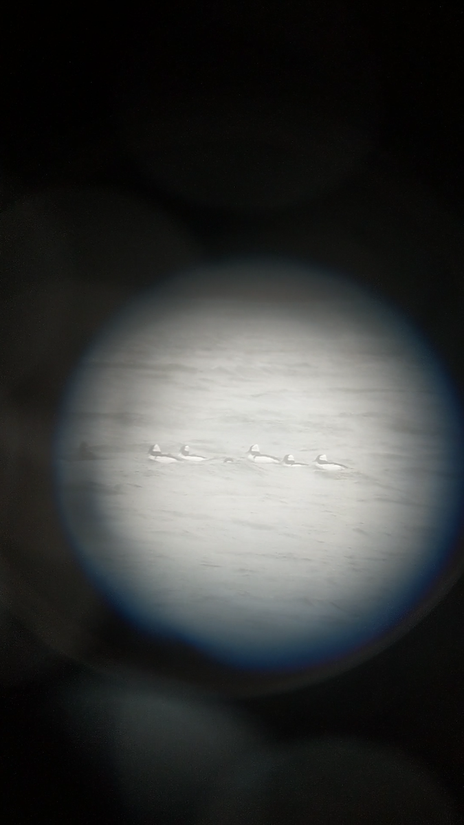 Bufflehead - ML220399801