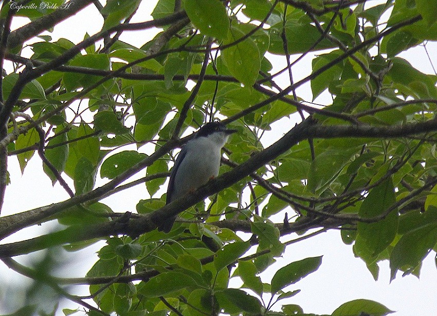 Hooded Tanager - ML220401471