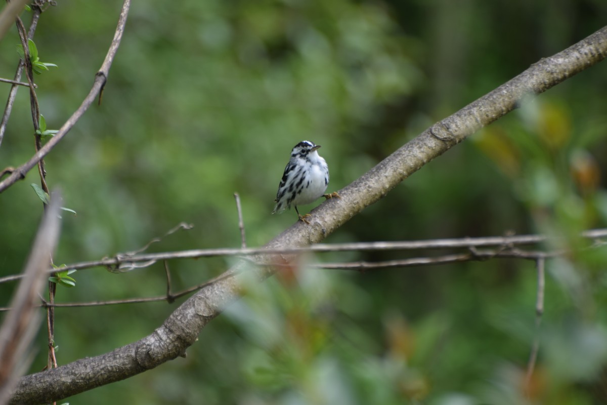 Black-and-white Warbler - ML220401491