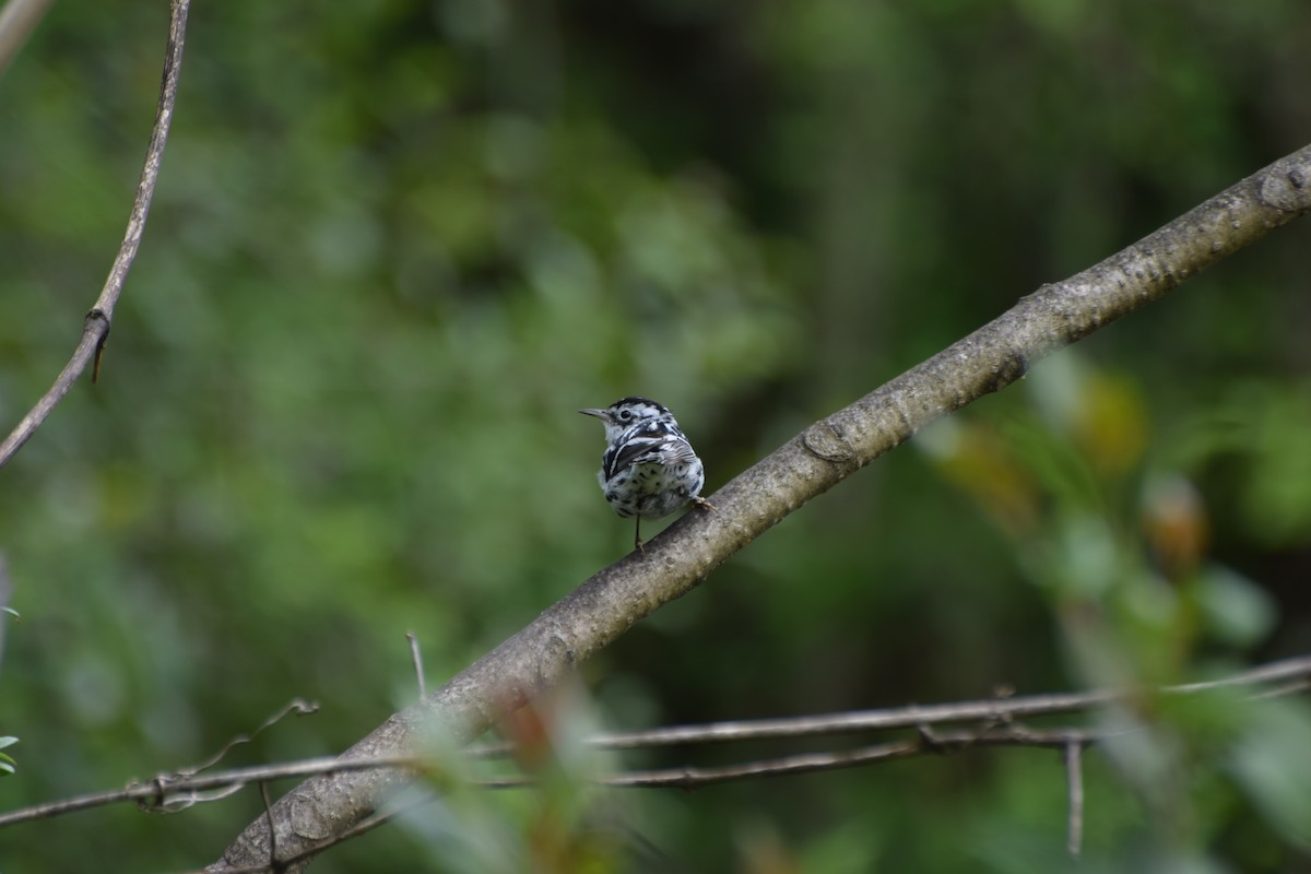 Black-and-white Warbler - ML220401651