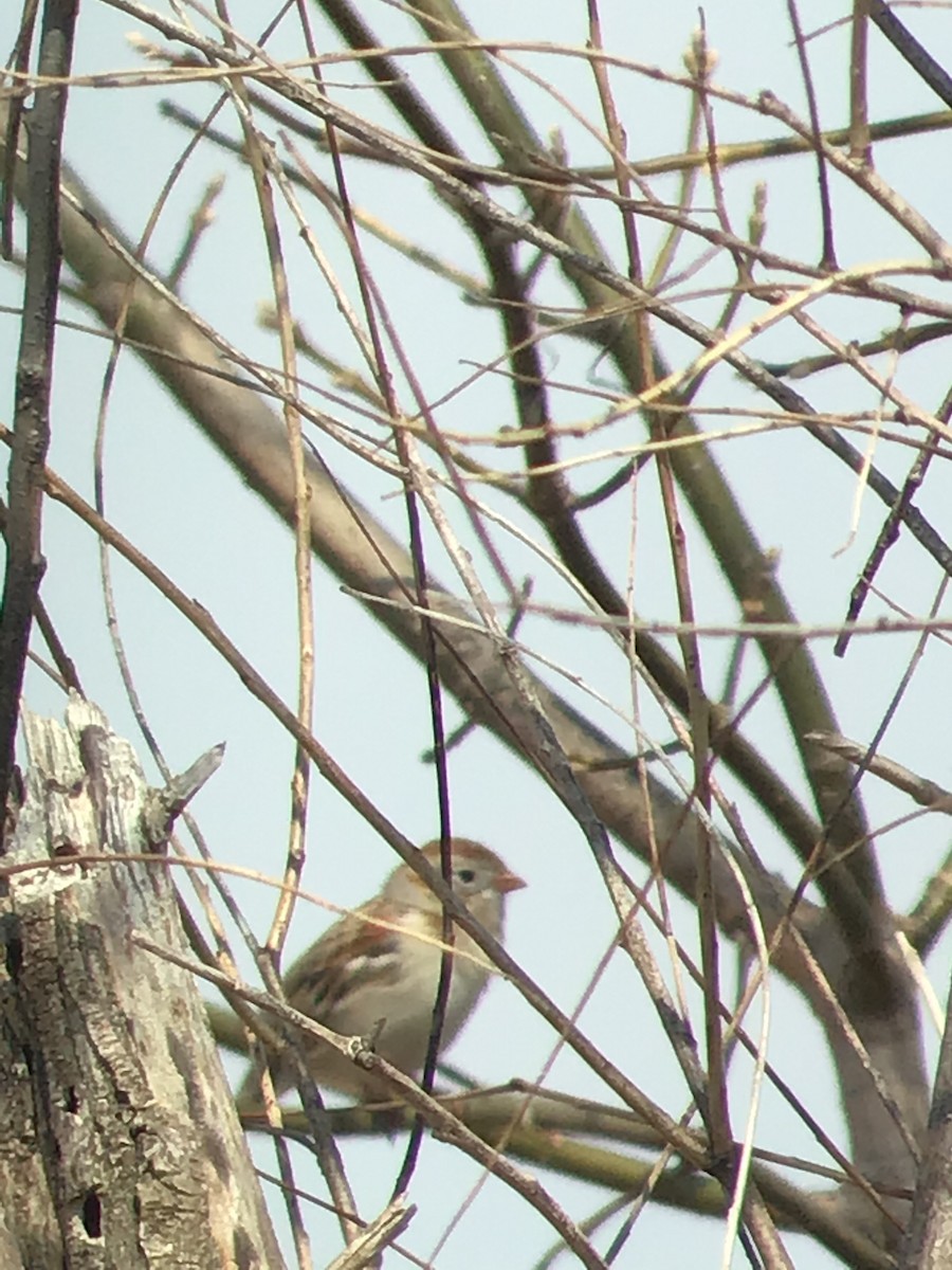 Field Sparrow - ML220401701