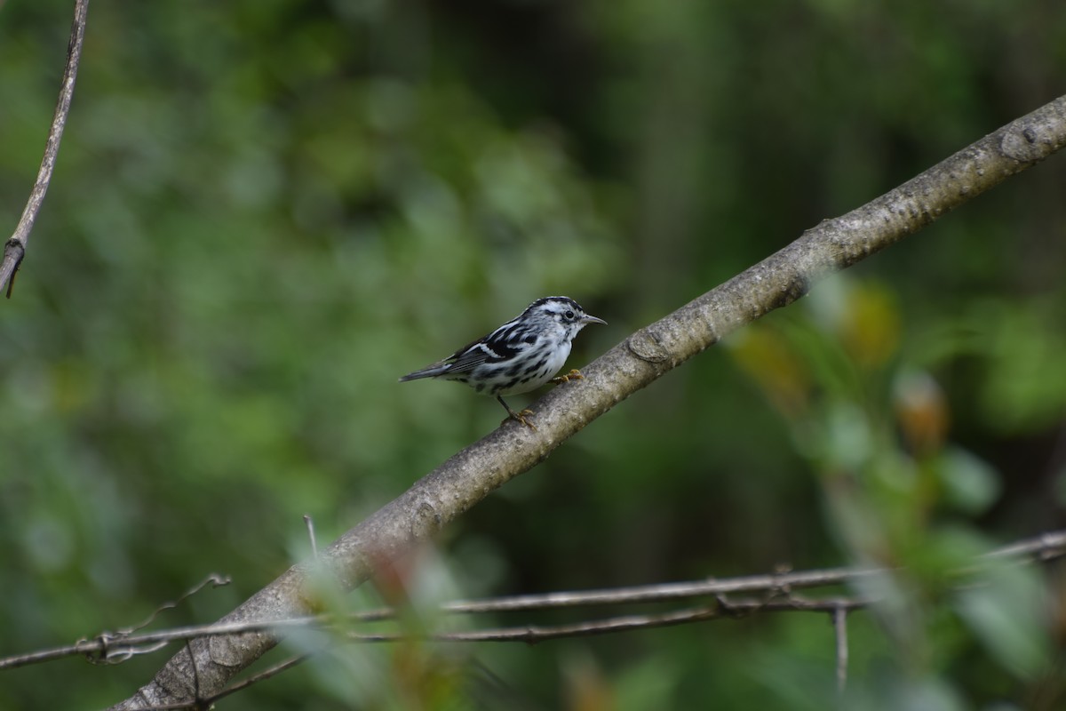 Black-and-white Warbler - ML220401721
