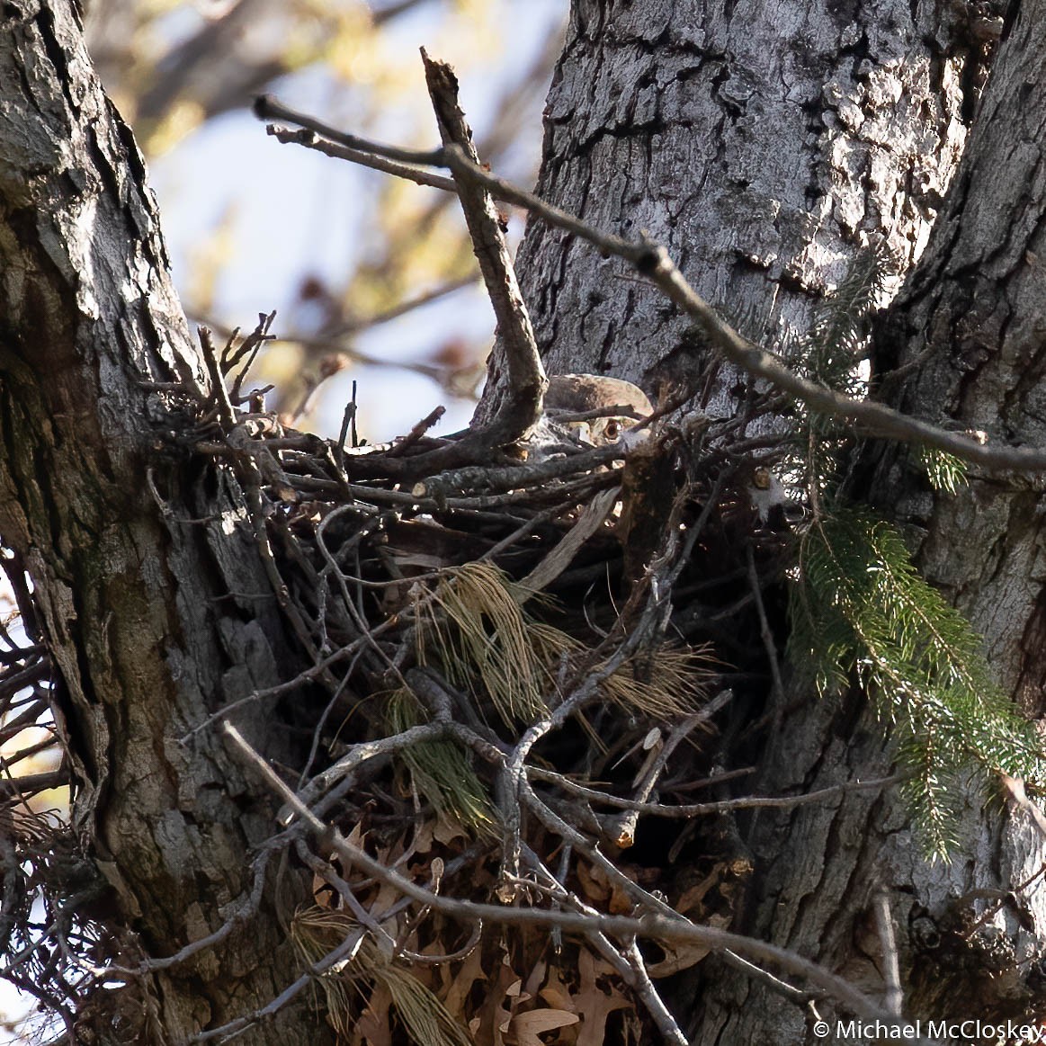 Red-shouldered Hawk - ML220401851