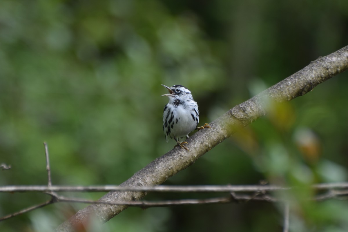 Black-and-white Warbler - ML220402011