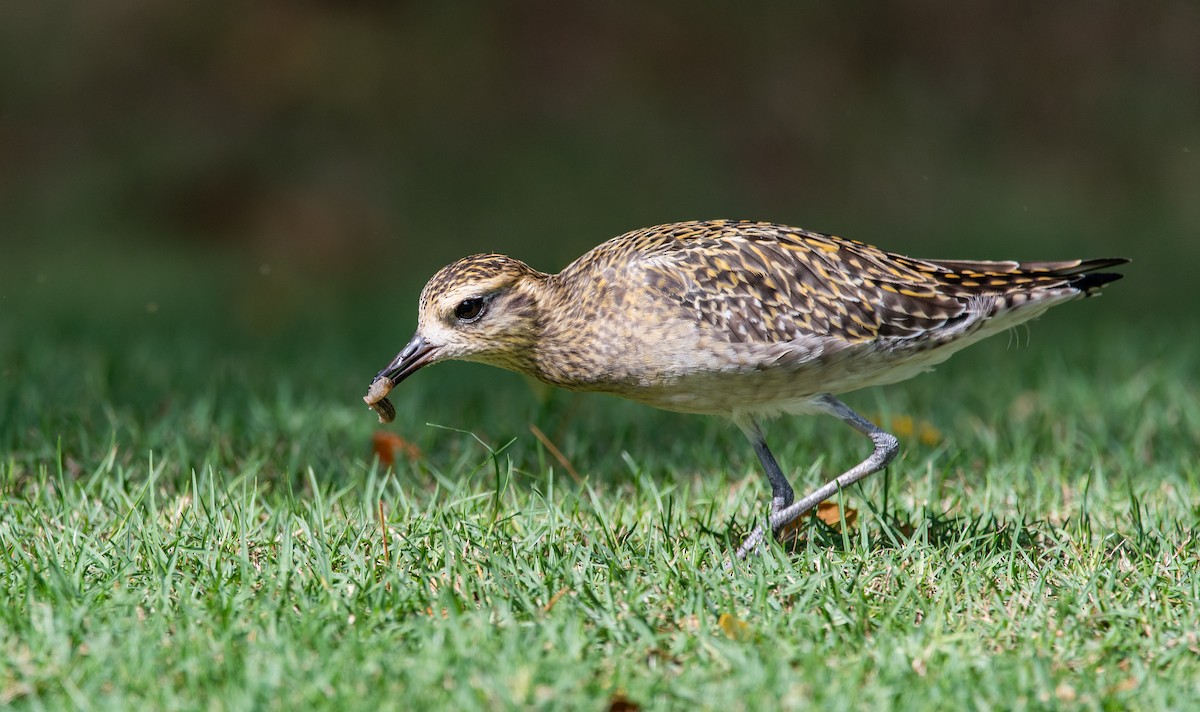 Pacific Golden-Plover - ML220403191