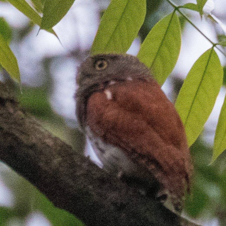 Chestnut-backed Owlet - Steve McInnis