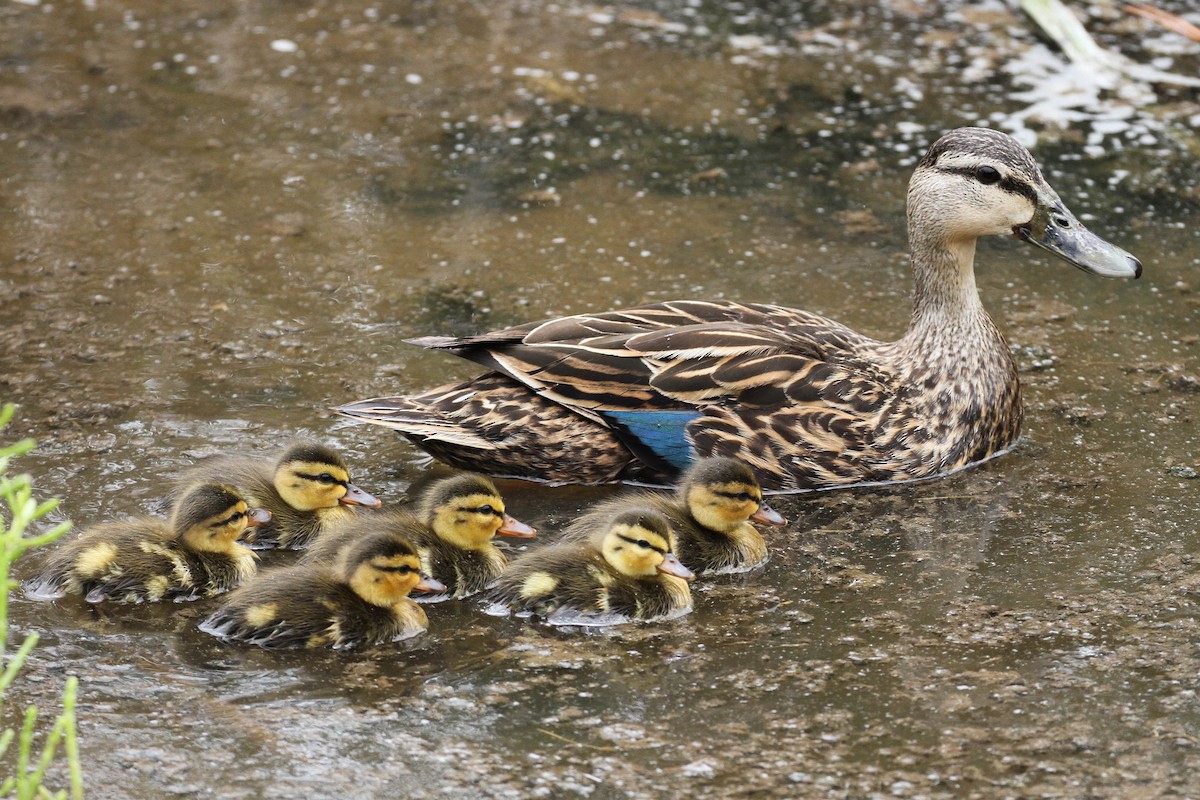 Mottled Duck (Gulf Coast) - Alex Lamoreaux