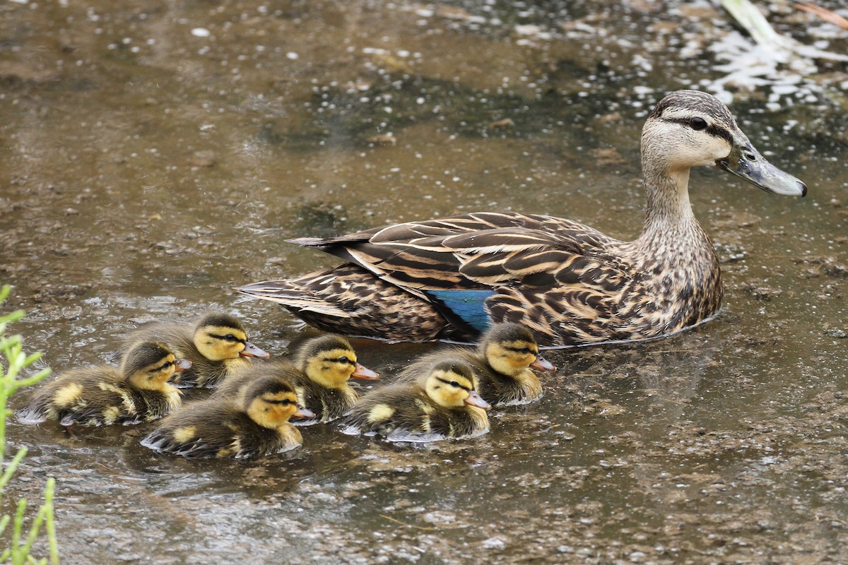 Canard brun (maculosa) - ML220405181