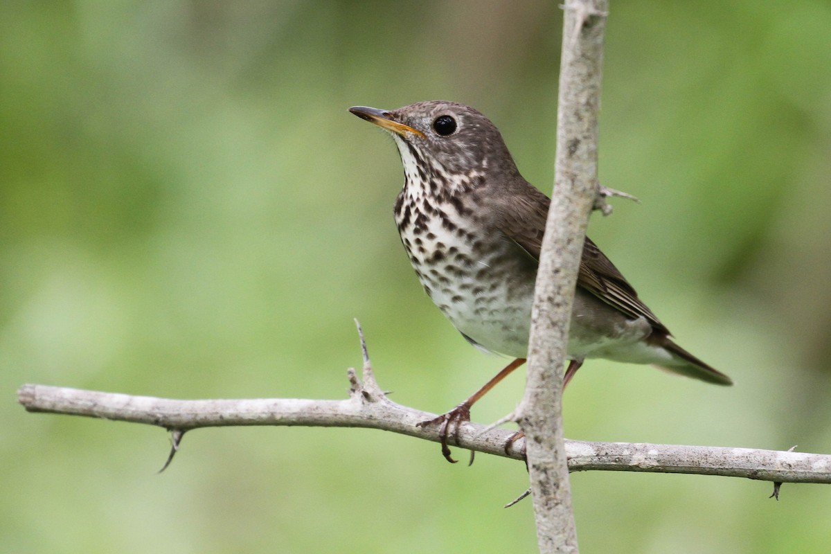 Gray-cheeked Thrush - ML220405341