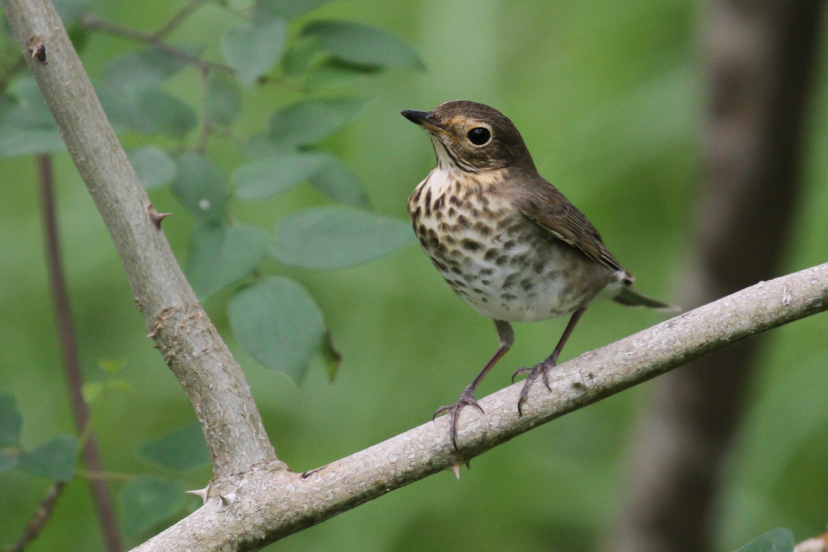 Swainson's Thrush (Olive-backed) - ML220405561