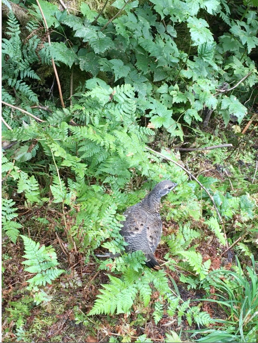 Spruce Grouse - ML220405681