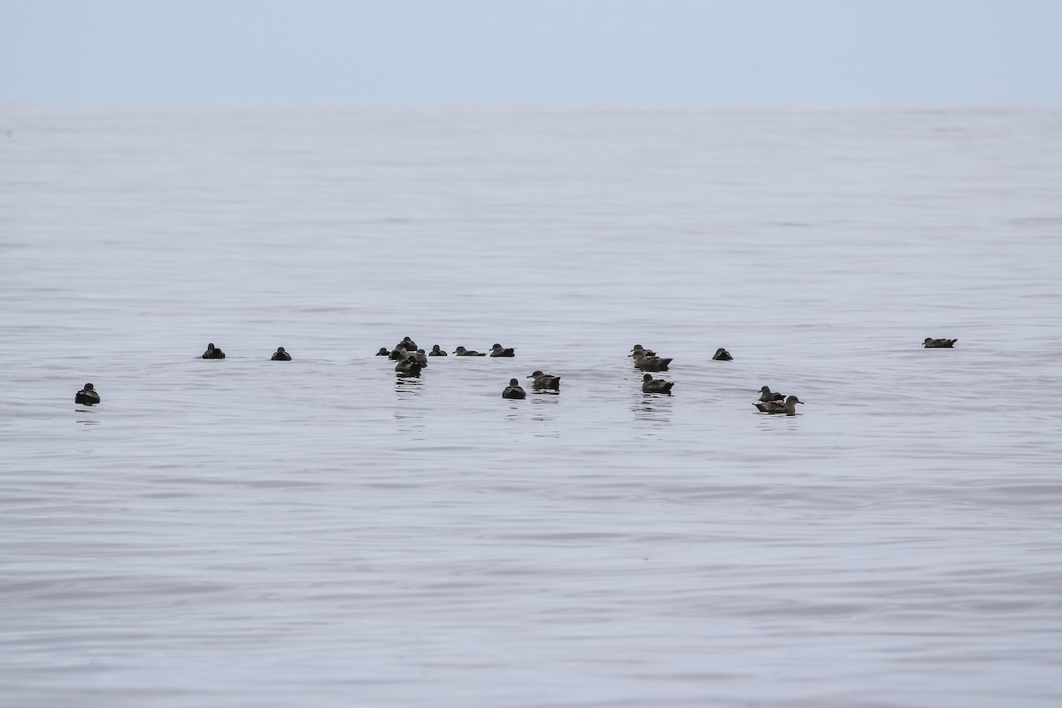 Sooty Shearwater - Jodi Boe