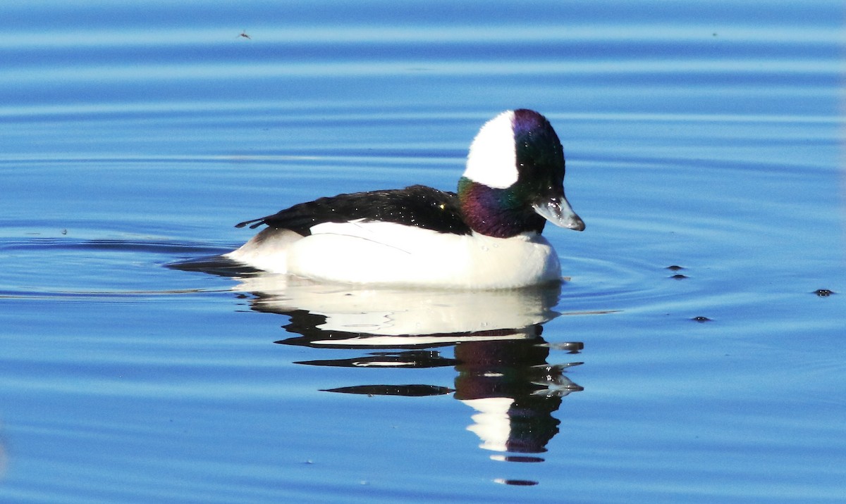 Bufflehead - ML220409011