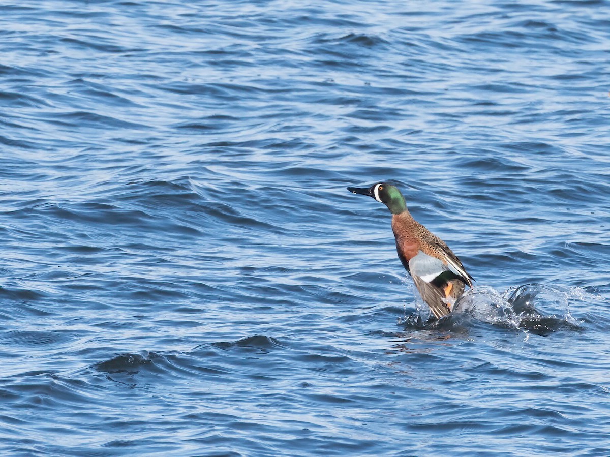 Cinnamon Teal x Northern Shoveler (hybrid) - Steve Wickliffe