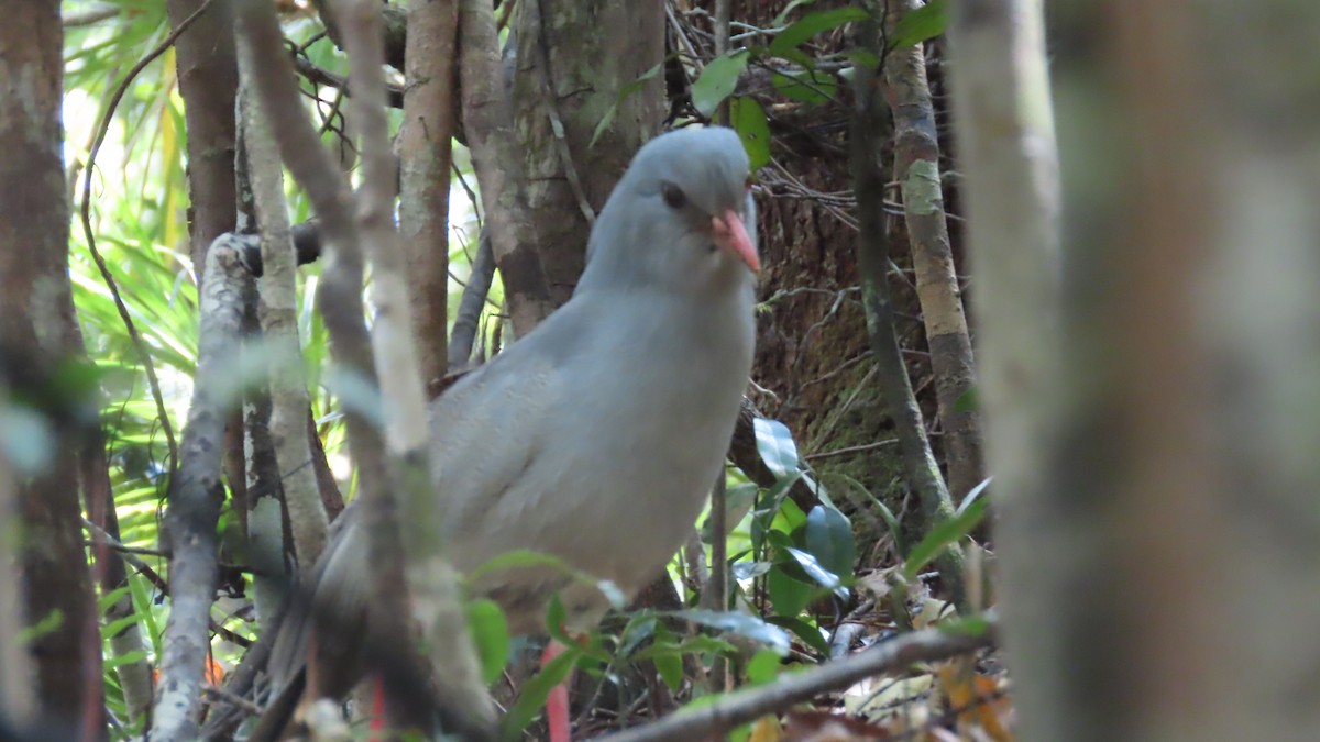 kagu chocholatý - ML220409741