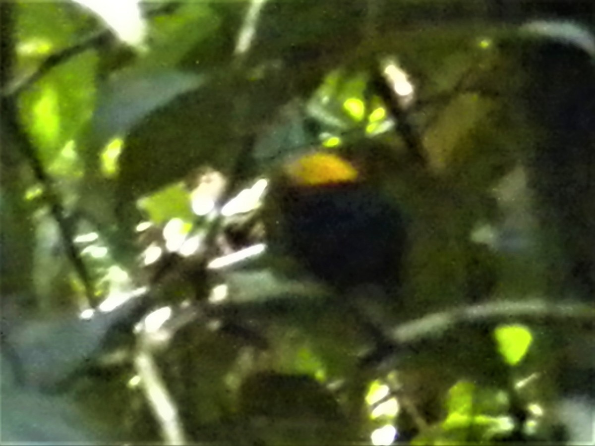 Golden-headed Manakin - ML220410711