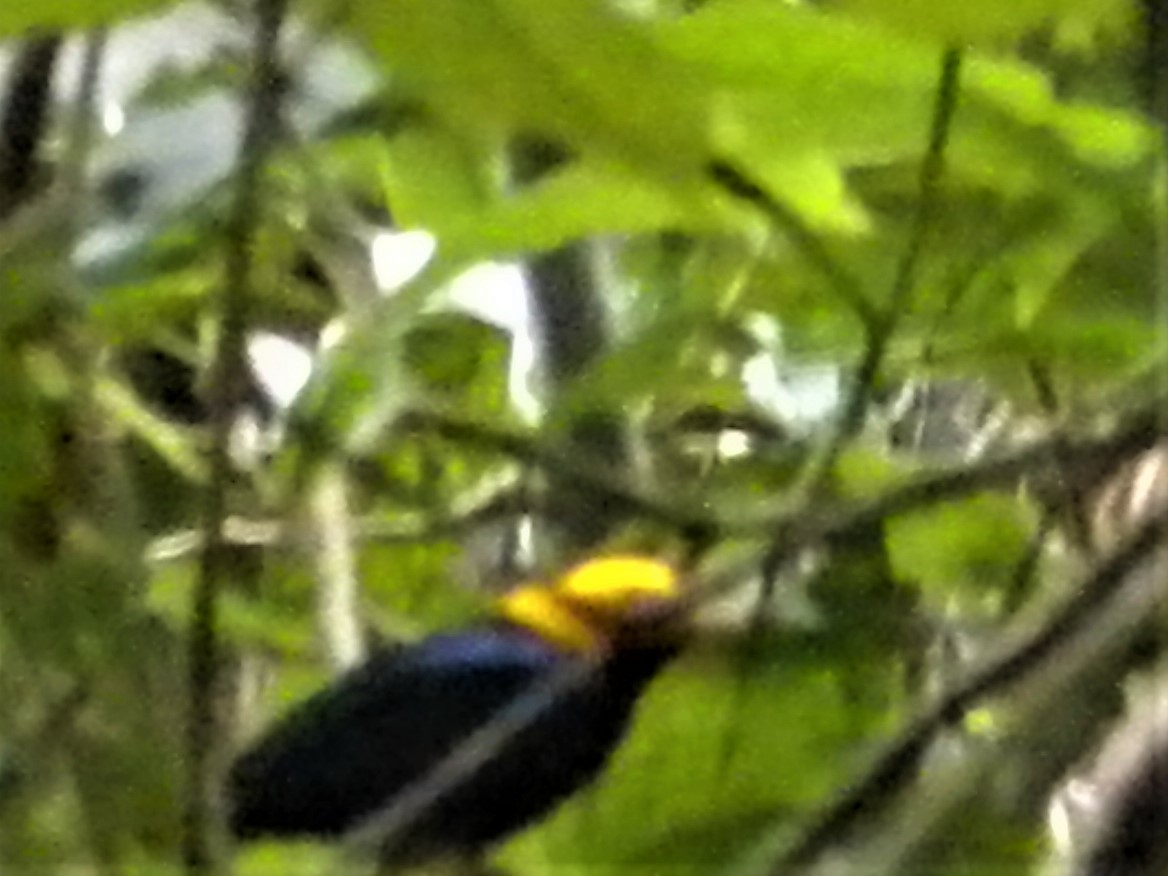 Golden-headed Manakin - ML220410791