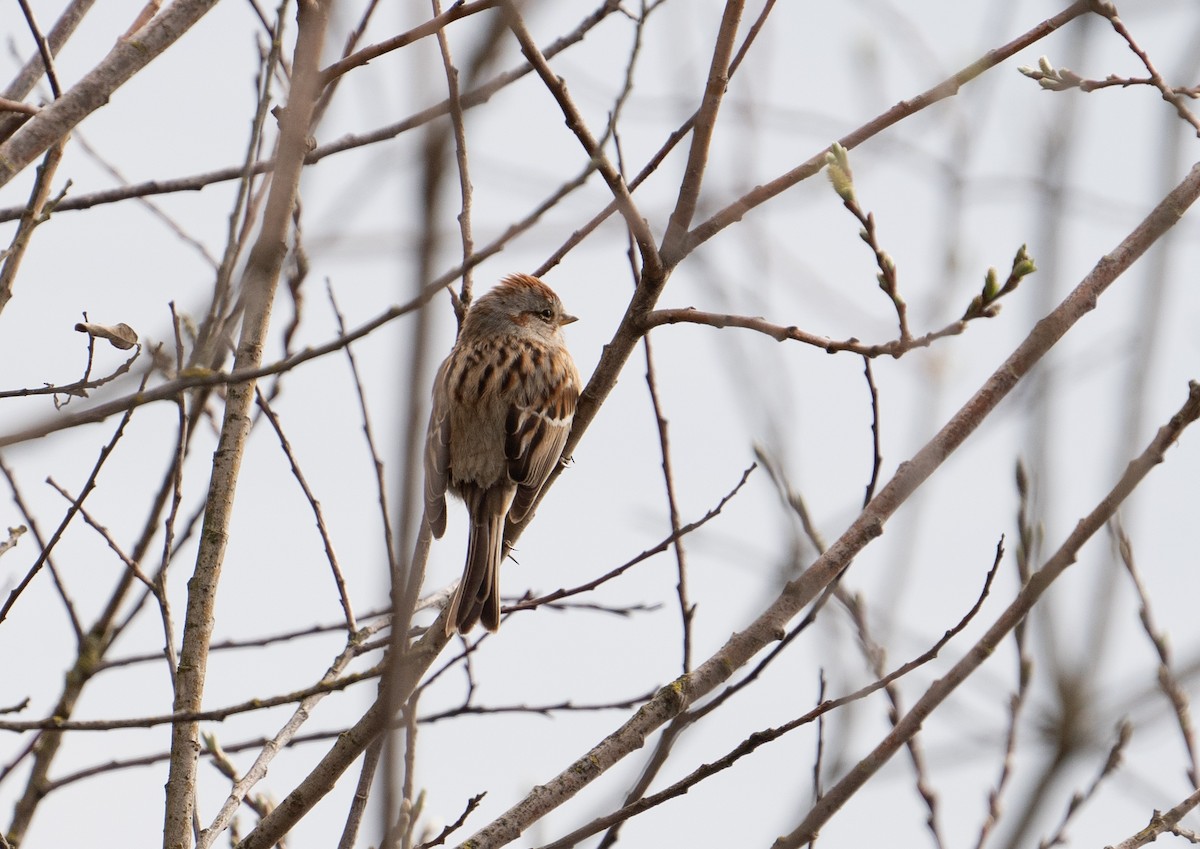 American Tree Sparrow - ML220411161