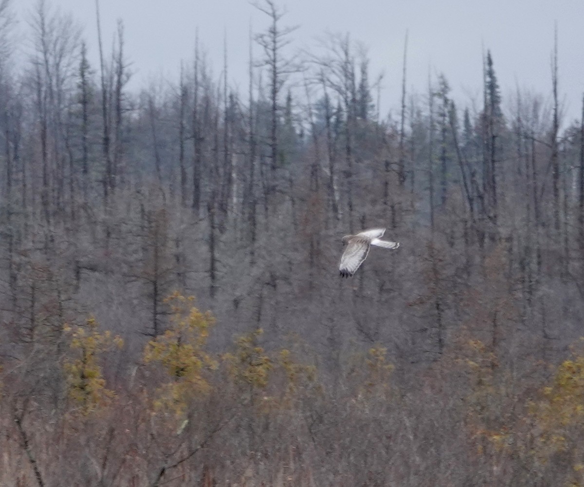 Northern Harrier - ML220411991