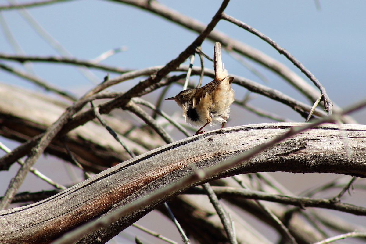 Marsh Wren - David Lerwill