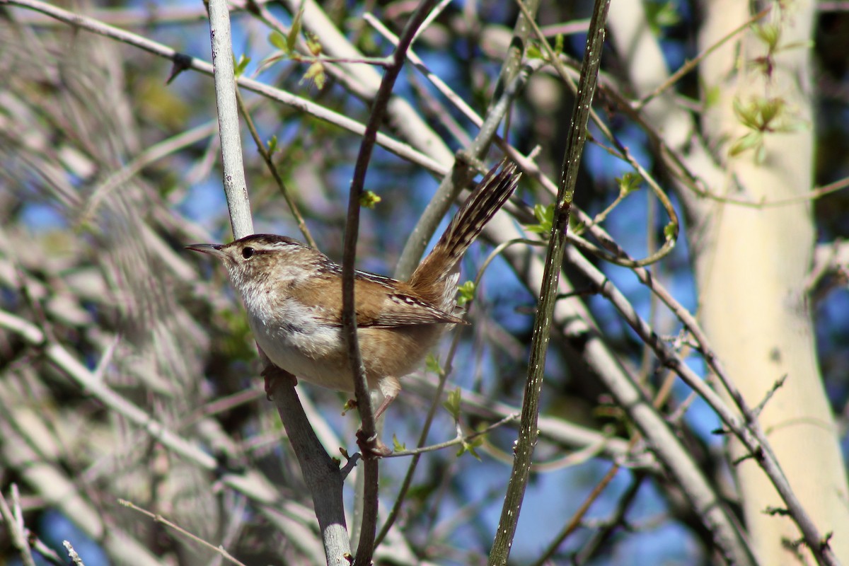 Marsh Wren - David Lerwill