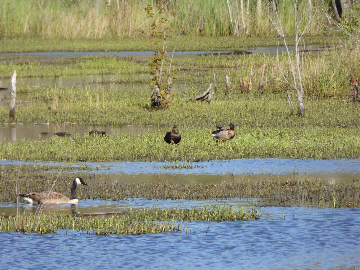 American Black Duck - ML220412831