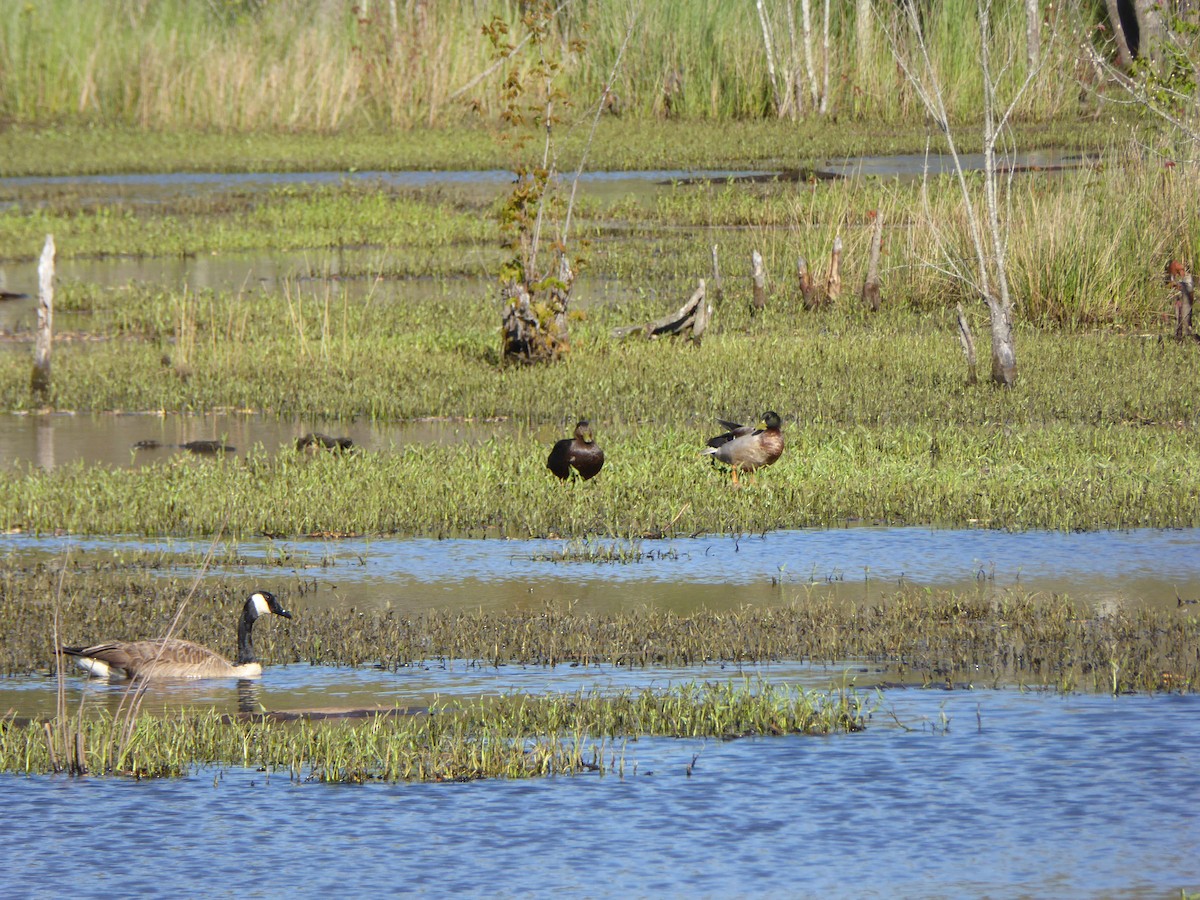 American Black Duck - Dale Herman